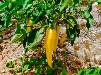 Yellow peppers growing in the fertile soil of Mexico. Photo by Jorge Zapata on Unsplash