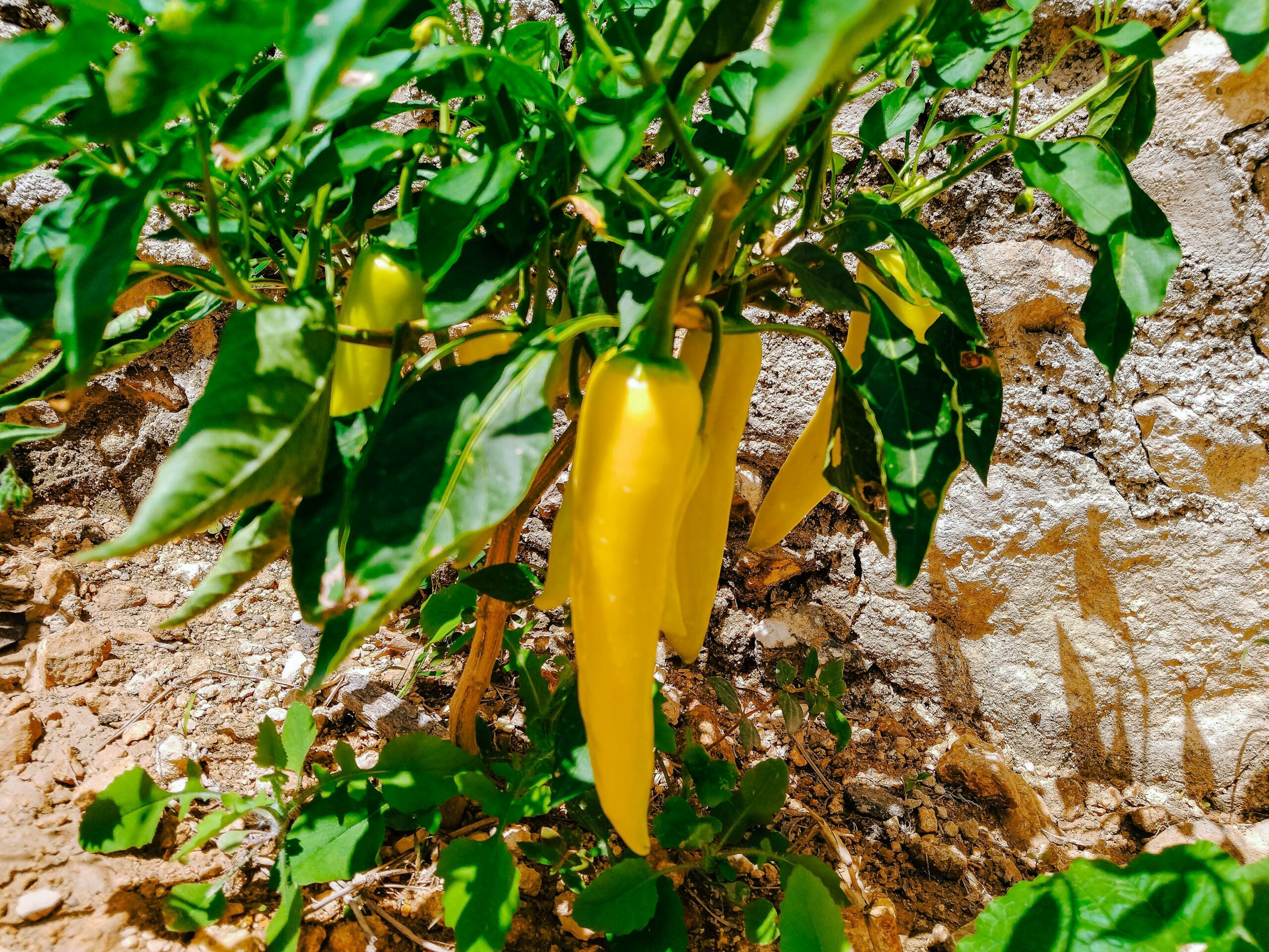 Yellow peppers growing in the fertile soil of Mexico. Photo by Jorge Zapata on Unsplash